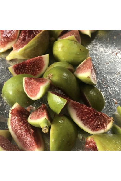 Ficus carica Adriatic 